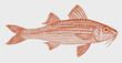 Whitesaddle goatfish parupeneus ciliatus, tropical marine fish in side view