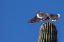 White-Winged Doved Lauches Into Flight From Saguaro Cactus