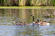 Canada Goose With Gosling On The Lake Michigan. Natural Scene From Wisconsin.