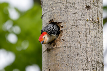 Poster - The Red-bellied Wodpecker (Melanerpes carolinus)  at the nest cavity