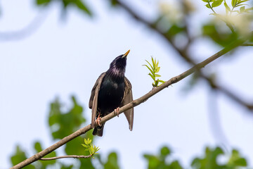 Sticker - European Starling (Sturnus vulgaris). Bird. Every spring, European starlings nesting in the trees of city parks. Natural scene from Wisconsin.