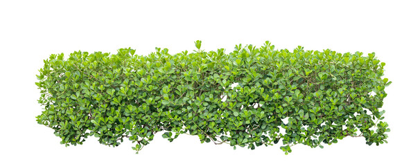 Tropical Flower shrub bush fence tree isolated plant with clipping path.