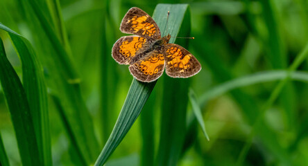 Close-up of a orange and brown brush-footed butterfly that is resting on a blade of grass in the forest on a warm sunny day in June with a blurred green background.