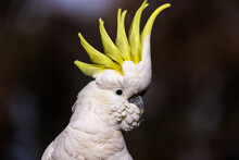 Sulphur-crested Cockatoo With Crest Raised