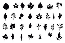 Designer Elements Set Collection Of Jungle Ferns, Tropical Eucalyptus Art Natural Leaf Herbal Leaves