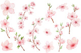 Fototapeta Do przedpokoju - Set of Branch of Cherry blossom. Watercolor painting sakura isolated on white. Japanese flower illustration.
