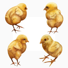 Watercolor Illustration Of Little Chicks Hen Isolated On White Background. Easter Egg Hatched Yellow Chick.