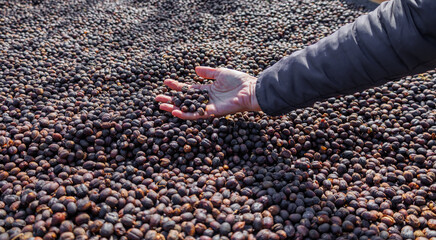 womans hand sorting dried coffee beans