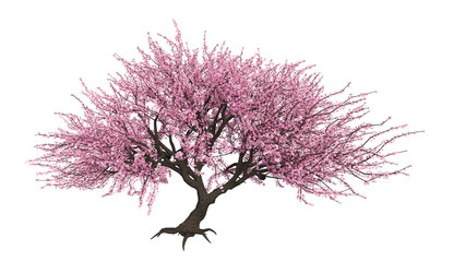 3D Blooming sakura tree