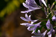 Honey Bee Pollinating A Purple Flower