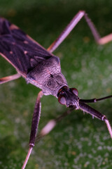 Wall Mural - genus metochus is a genus of dirt-colored seed bugs in the family rhyparochromidae