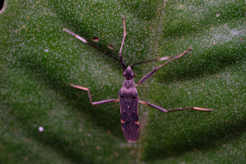 Wall Mural - genus metochus is a genus of dirt-colored seed bugs in the family rhyparochromidae