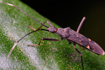 Wall Mural - genus metochus is a genus of dirt-colored seed bugs in the family rhyparochromidae