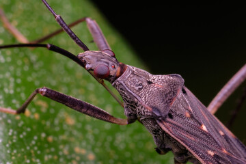 Wall Mural - genus metochus is a genus of dirt-colored seed bugs in the family rhyparochromidae