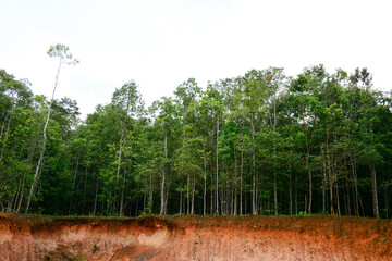 trees in the forest