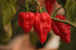 Close up of organic grown Ghost pepper or bhut jolokia at a homestead garden