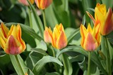 Fototapeta Tulipany - Tulips in the spring garden