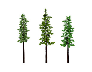 redwood tree vector illustration with hand drawing style