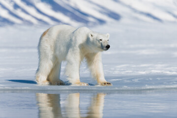 Wall Mural - Shot in Svalbard may 2022