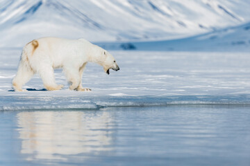 Wall Mural - shot in svalbard may 2022