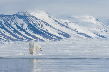 Wall Mural - shot in svalbard may 2022