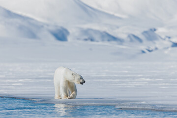Wall Mural - shot in svalbard may 2022