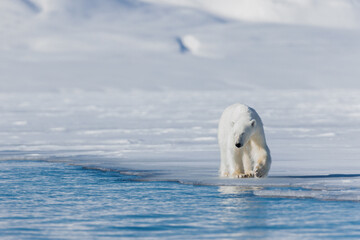 Wall Mural - shot in svalbard may 2022
