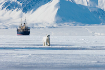 Wall Mural - shot in svalbard may 2022