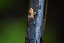Yellow Sac Spider On A Branch.  Macro Shot Of Arachnid