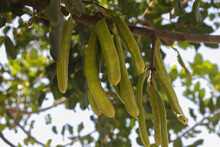Carob Tree , Fresh Green Carob Berries Carob Healthy Food, Ceratonia Siliqua (carob)
