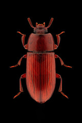 Darkling beetle (Uloma culinaris) entomology specimen with spreaded legs and antennae isolated on pure black background. Studio lighting. Macro photography.