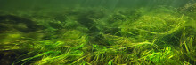 Green Algae Underwater In The River Landscape Riverscape, Ecology Nature