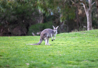 large grey kangaroo at a wildlife conservation park near adelaide, south australia