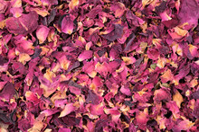 Close Up Of Dried Red Rose Petals (Rosa) Photographed From Above