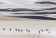 oryx running on top of sand dunes