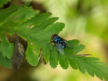 Calliphora Vomitoria, Known As The Blue Bottle Fly, Orange-bearded Blue Bottle, Or Bottlebee Is A Species Of Blow Fly, A Species In The Family Calliphoridae. 