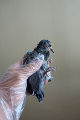 Wall Mural - a pigeon's baby in a man's hand, a little pigeon's baby,