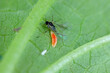 Willow carrot aphid, Cavariella aegopodii hunted by larva of an Aphidoletes aphidimyza (commonly referred to as the aphid midge) on a leaf.