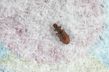 Wall Mural - Tiny minute brown scavenger beetle Latridiidae on paper. High magnification.