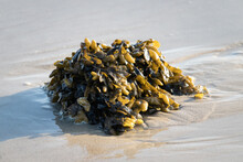 Seaweed (marine Algae) On Beach