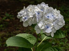 Closeup View Of Bright White And Light Blue Cluster Of Hydrangea Macrophylla Flowers Isolated In Sunlight On Dark Natural Background In Outdoor Garden
