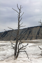 Dead Tree Among Volcanic Deposits, Mammoth Hot Springs Yellowstone National Park, Wyoming USA
