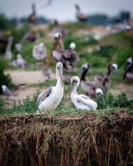 Wall Mural - Shorebirds