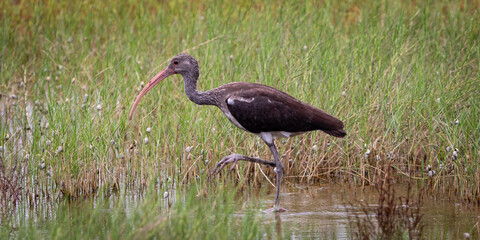 Wall Mural - Ibis