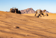 Camels In Zagora Desert, Zagora, Morocco, Mai 2022