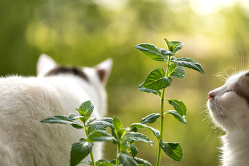 mint bush on a natural background, white cats are interested, sniffing the plant