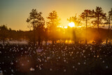Fototapeta Natura - Foggy morning and sun rays on a swamp