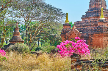 Sticker - The blooming bush at ancient shrine, Khaymingha Pagoda, Bagan, Myanmar