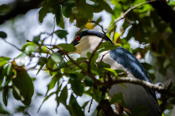 Wall Mural - Night Herons and Lowcountry Life