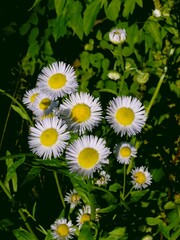 Wall Mural - Lila small flowers of erigeron wild plant